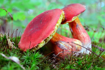 Xerocomellus dryophilus mushroom