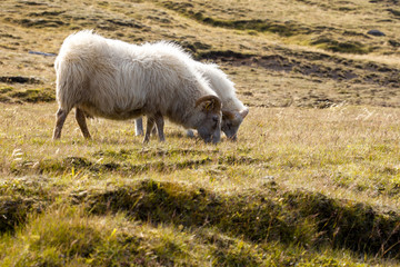 Obraz na płótnie Canvas Two sheep grazing in a meadow, wildlife Iceland