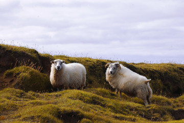 Fototapeta premium Sheep lie on the field, wildlife Iceland