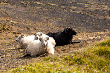 Sheep lie on the field, wildlife Iceland