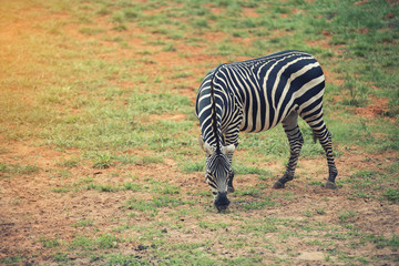 Zebra is feeding grass