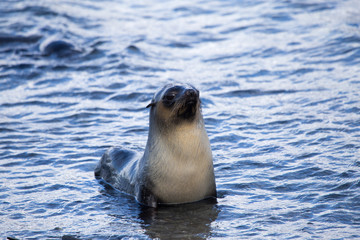 A fur seal in water on Prion Island, South Georgia.