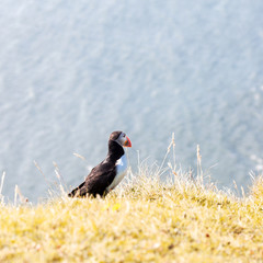 Puffins on the cliff.