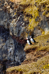 Puffins on the cliff.