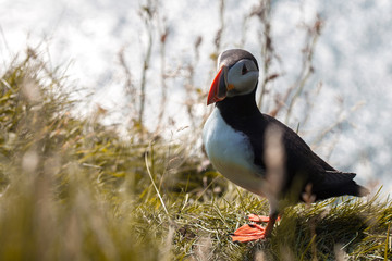 Puffins on the cliff.