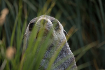 A fur seal in between grass at Prion Island, South Georgia.