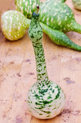 Pumpkins and gourds