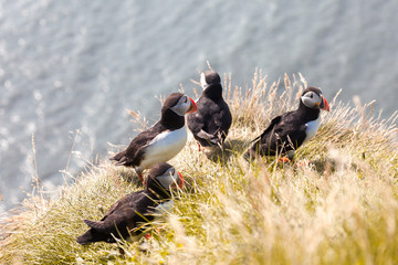 Puffins on the cliff.