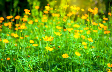 Yellow flowers in the background spring