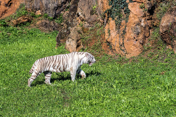 A white Bengal Tiger in Cabarceno Natural Park