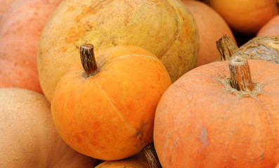 Pumpkins and gourds