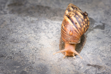 brown snail