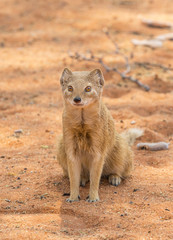 Yellow Mongoose