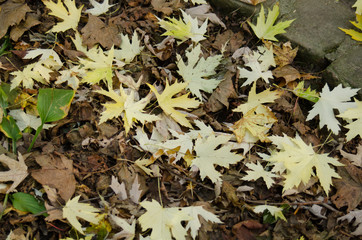 Abstract autumn background of fallen leaf