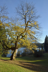 Bergahorm am Barmsee bei Krün