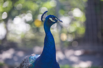 Obraz premium Peacock portrait