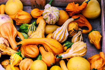 Pumpkins and gourds