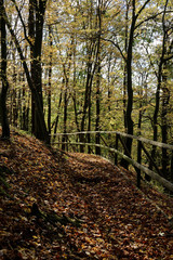 Hiking trail in the autumn forest