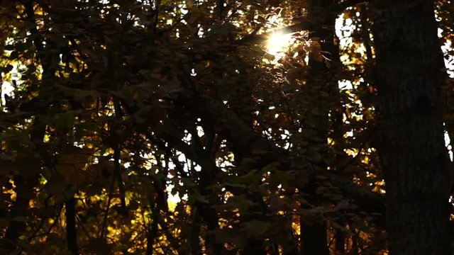 sun's rays make their way through the leaves of the birch forest. autumn forest