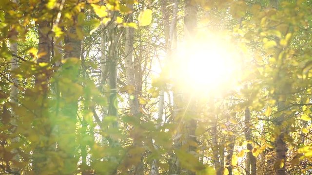 sun's rays make their way through the leaves of the birch forest. autumn forest