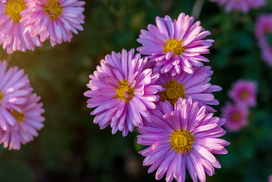 Violet flowers of aster. Close-up shooting.