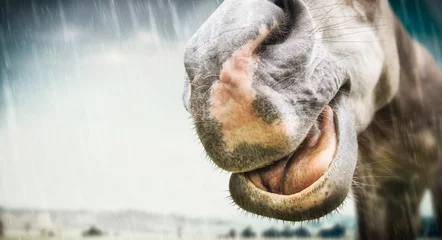 Gordijnen Grappig paardengezicht bij slecht weer in de regen, plaats voor tekst © VICUSCHKA