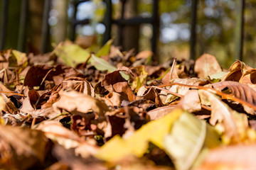 Leaf leaves in autumn