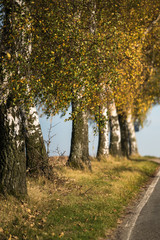 Fototapeta premium autumn