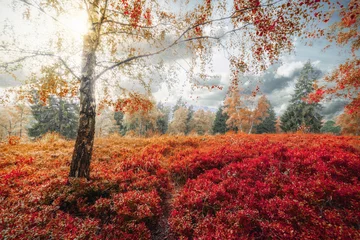 Rote Baum Wiese © Freitag Fotografie