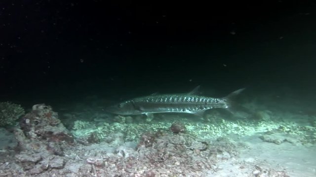 Barracuda ling sea pike fish underwater on background of seabed in Maldives. Unique video footage. Abyssal relax diving. Natural aquarium of sea and ocean. Beautiful animals.