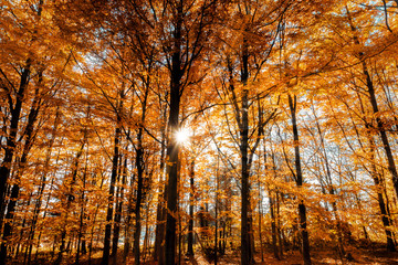 Fototapeta premium Gorgeous autumn landscape of a scenic forest with sunbeams