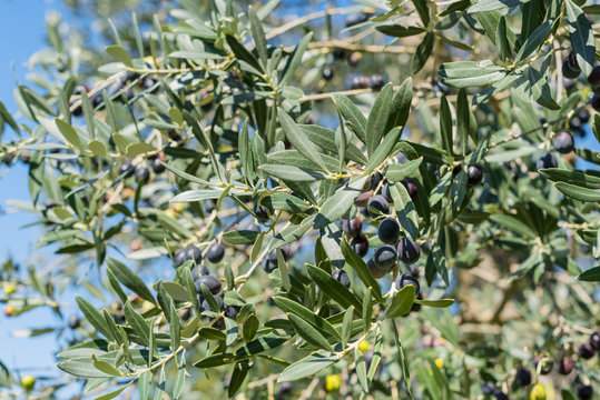 Cilento's Olive Oil, before harvesting, Italian Oil Production. Mature black olives, the green apple of olive trees and the background a blue sky. Castelcivita. Salerno