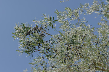 Cilento's Olive Oil, before harvesting, Italian Oil Production. Mature black olives, the green apple of olive trees and the background a blue sky. Castelcivita. Salerno