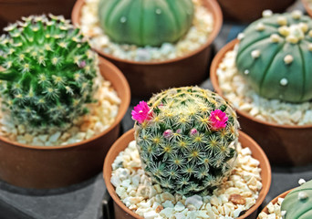 Beautiful Cactus with Pink Flowers in Flowerpot