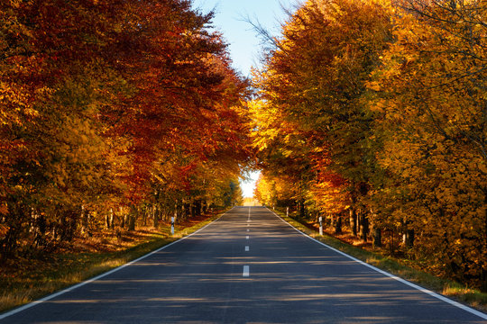 Fototapeta Road in the autumnal forest