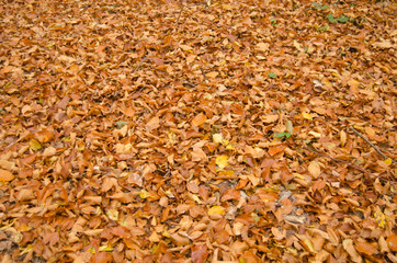 Abstract autumn background of fallen leaf