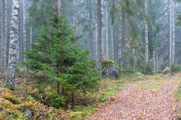 Late fall in Finland. Dark cold foggy morning in forest