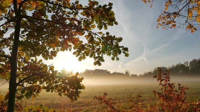 Nebel mit aufgehender Sonne im Herbst