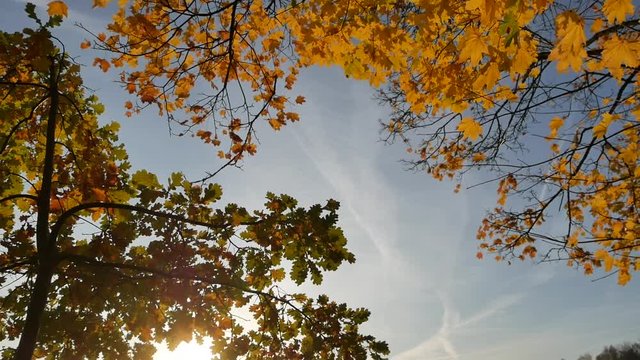 Nebel mit aufgehender Sonne im Herbst