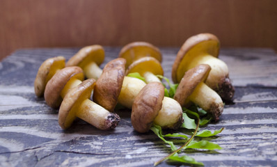 Suillus Luteus mushrooms. Variety of edible forest mushrooms Slippery Jack
