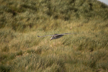 A Giant Petrel in flight.