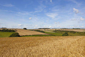 Fototapeta na wymiar scenic agricultural landscape