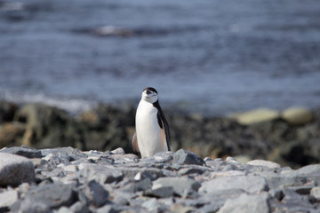 Obraz premium A chinstrap penguin