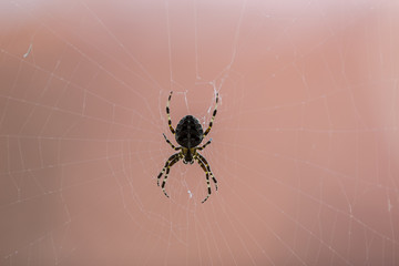 Spinne auf Kreuzzug