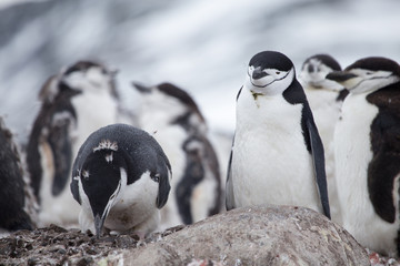 A moulting Chinstrap penguin builds it's nest