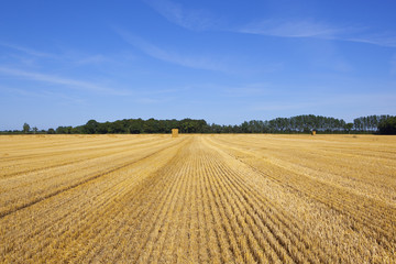 golden straw bales with woodland