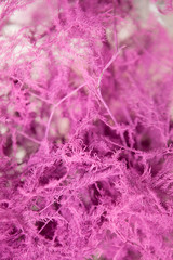 Pink floral background of ferns. Close up composition of asparagus setaceus similar to winter mist. Freshness and coldness decoration concept