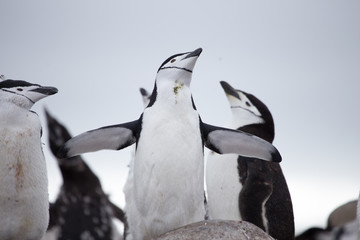 A chinstrap penguin © robert