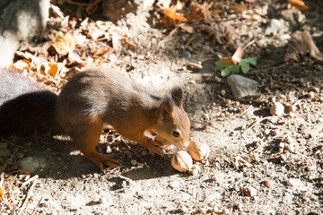 a view of a curious red squirrel