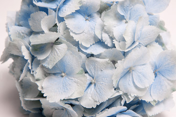 Close up floral background of light blue hydrangea. Spring holidays wallpaper, fragrance and tenderness, decoration concept